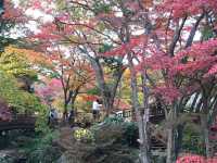 七彩紅葉園景—熱海梅園