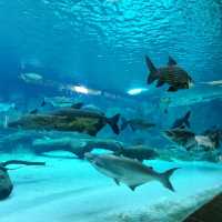 Trip to River Wonders
