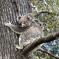 Koala 🐨💕