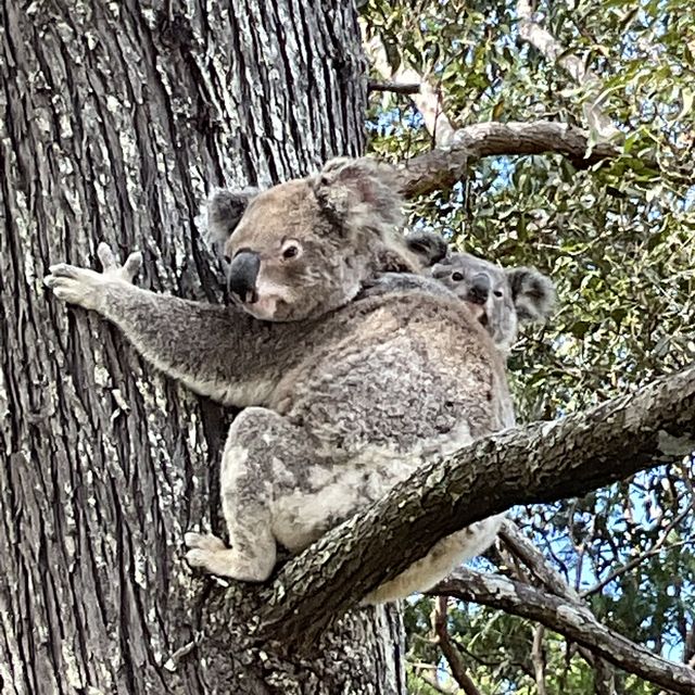 Koala 🐨💕