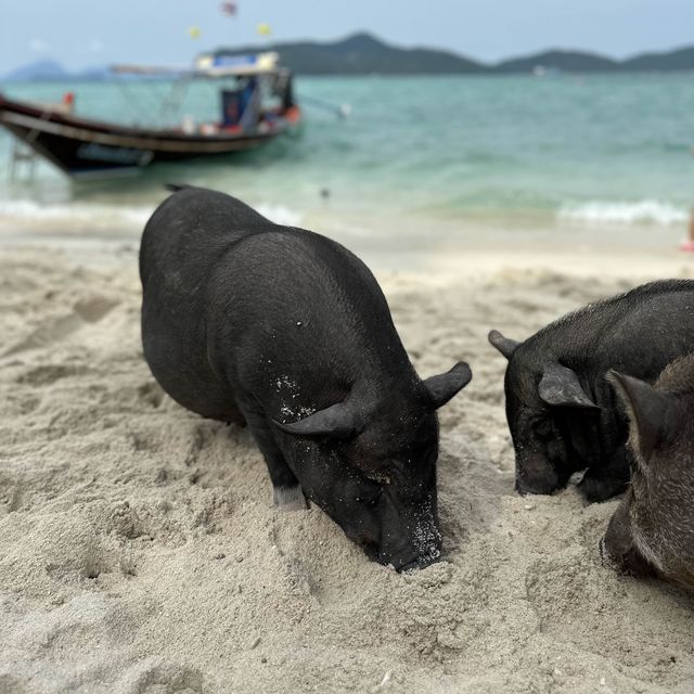 เกาะมัดสุม เกาะหมูอ้วน