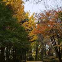 The Autumn foliage ใบไม้เปลี่ยนสีที่กรุงโซล