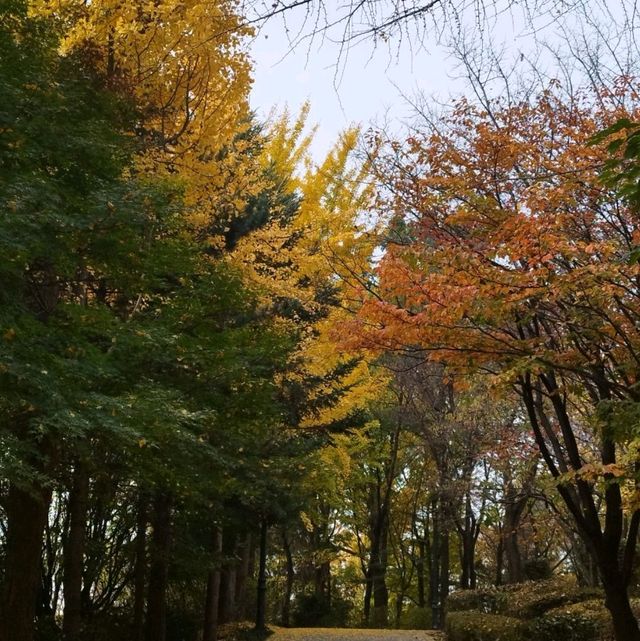 The Autumn foliage ใบไม้เปลี่ยนสีที่กรุงโซล