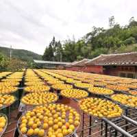 新竹免門票景點「金漢柿餅教育園區」~秋天最美的色彩
