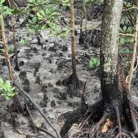Explore the 🪵mangrove park @ Lumut 