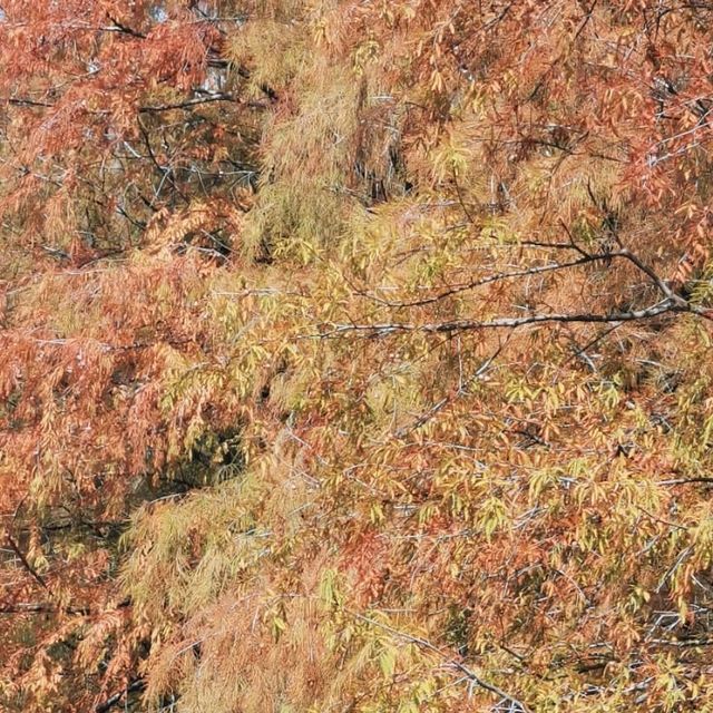 紅葉🍁打卡（青衣公園）市區內既紅葉交通超方便