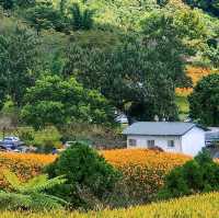 20210901赤科山汪家古厝金針花況