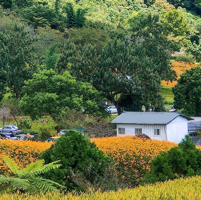 20210901赤科山汪家古厝金針花況