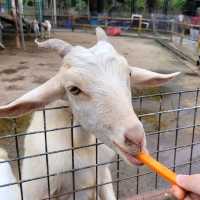 親親小動物 ～ 大棠有機生態園 