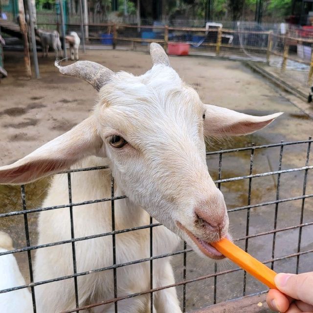 親親小動物 ～ 大棠有機生態園 