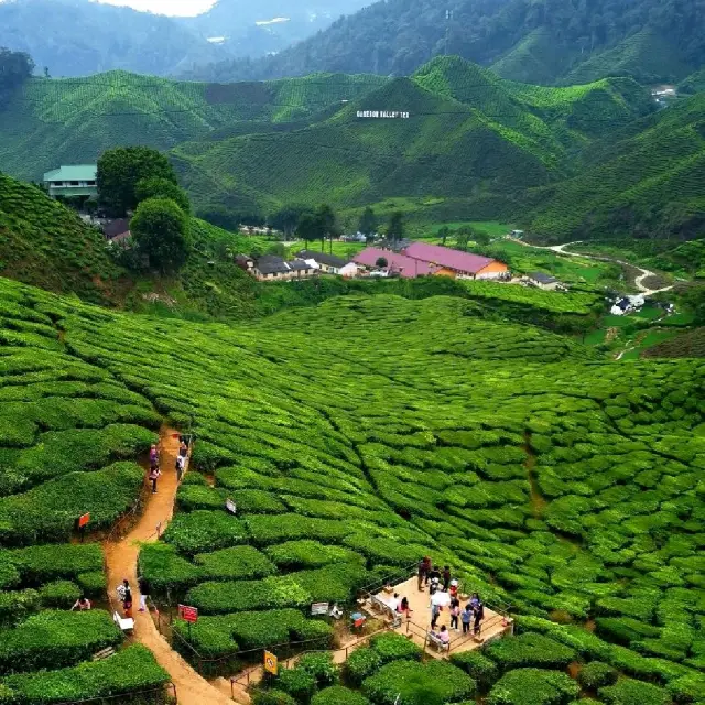 Refreshing & relaxing@🍀Cameron Highlands