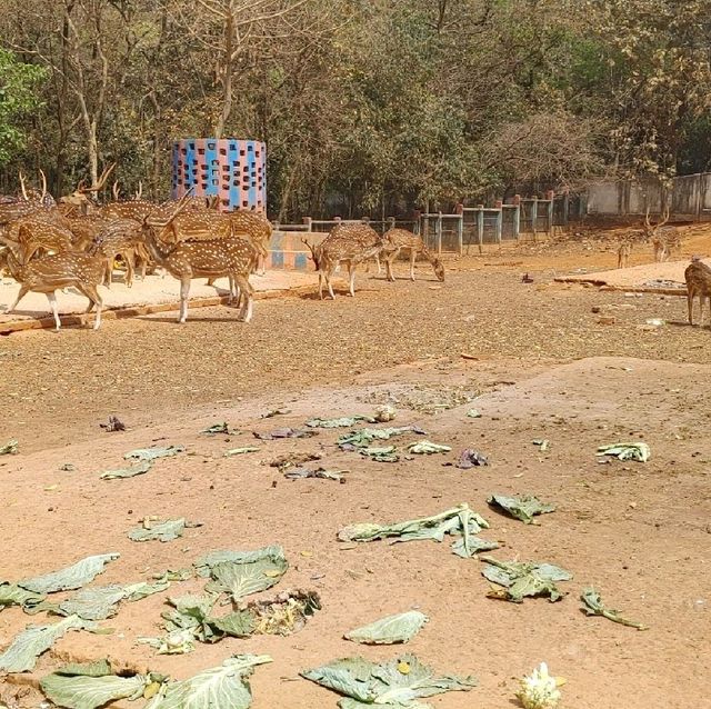 Bangladesh Dhaka International zoo 