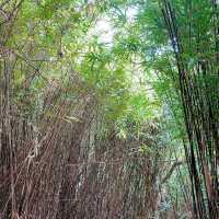 港版嵐山竹林道