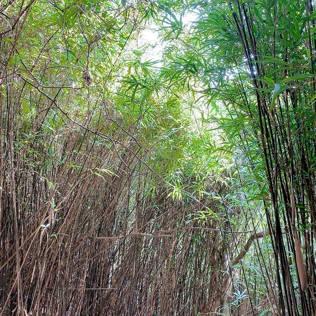 港版嵐山竹林道