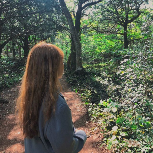 제주 산책길 추천 “비자림”