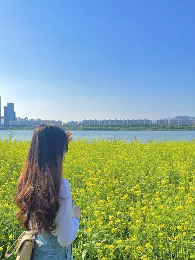 서울 유채꽃 명소, 반포 한강공원 서래섬
