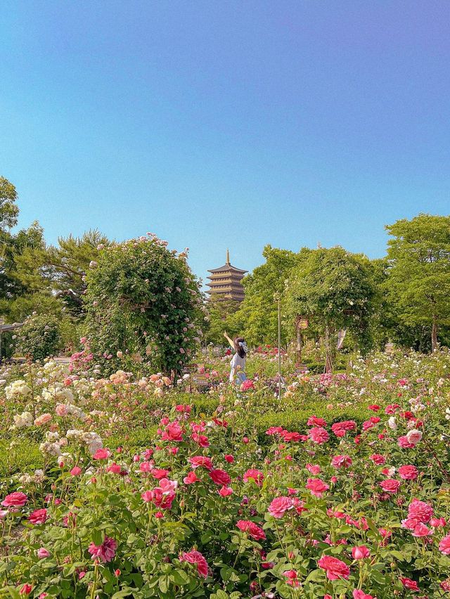 지금 당장 달려가야하는 경주엑스포공원✨