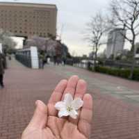 汽車道で海辺散歩！赤レンガマリンウォークハンマーヘッドもすぐ