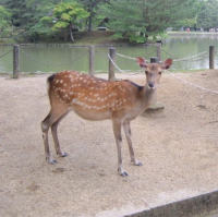 Nara park Japan 