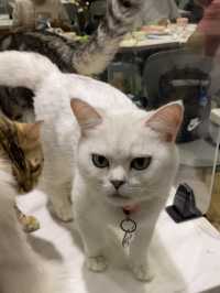 打卡餐廳 🍴有冇人係貓貓控🐱？