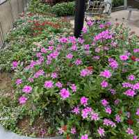 土瓜灣道花園!