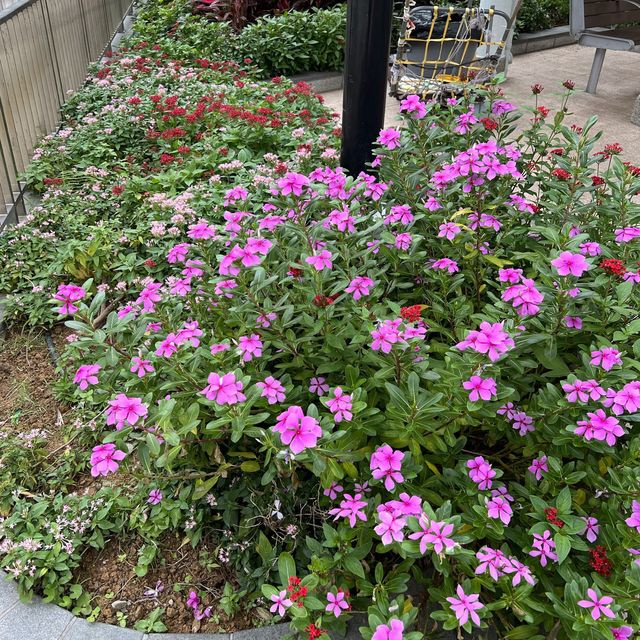 土瓜灣道花園! 土瓜灣道花園!