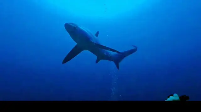 Scuba Diving at dawn with Thresher Shark