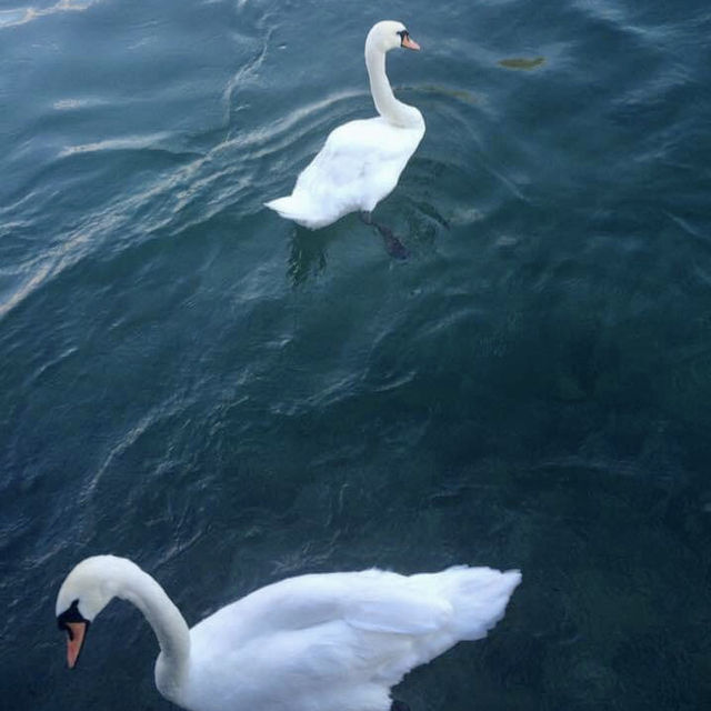 Afternoon Breeze by the Lake Geneva 