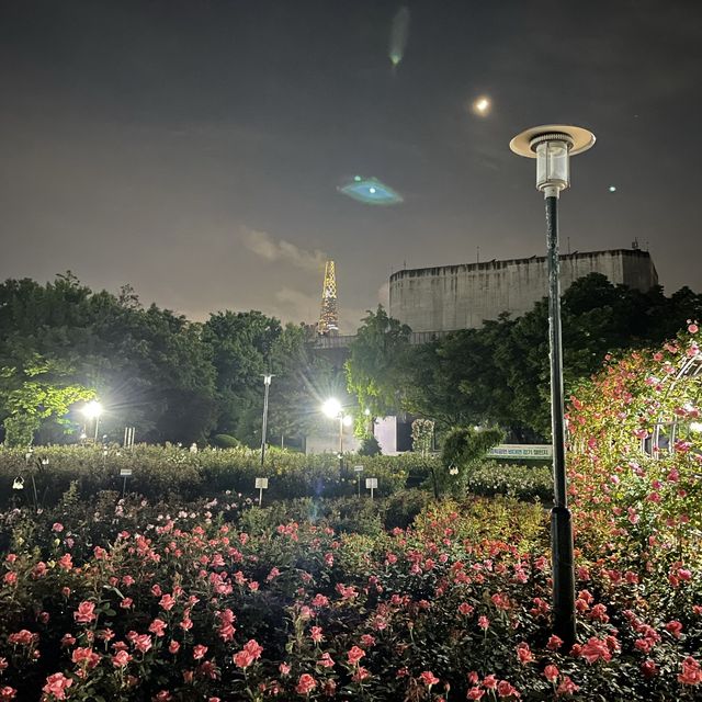 밤에도 예쁜 매력적인 장미공원🌹