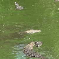 Fun with real crocodiles @ crocodile bank 