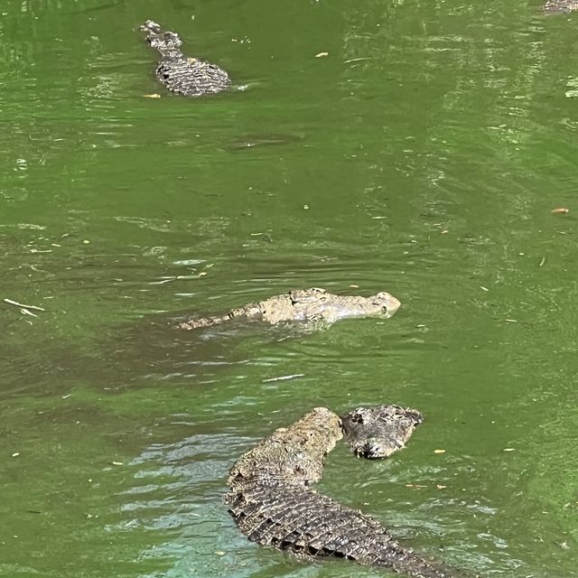 Fun with real crocodiles @ crocodile bank 