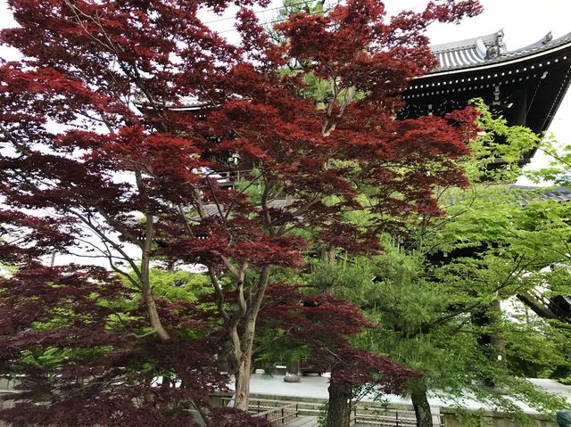 【京都】新撰組発祥のお寺！金戒光明寺をご紹介