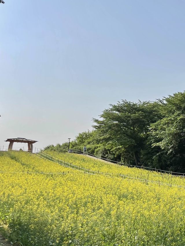 서울에서 볼 수 있는 유채꽃밭🤍