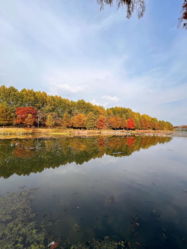 가을에 꼭 가봐야하는 담양관방제림🍂