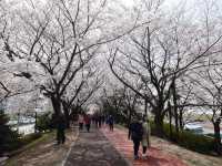📍南韓釜山。三樂櫻花隧道 삼락생태공원 。