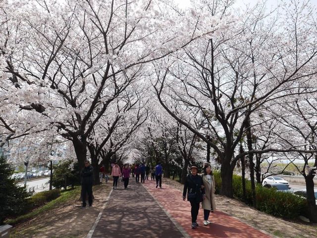 📍南韓釜山。三樂櫻花隧道 삼락생태공원 。
