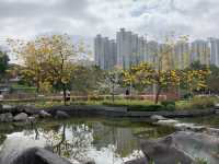遊香港．坑口文曲里公園賞花