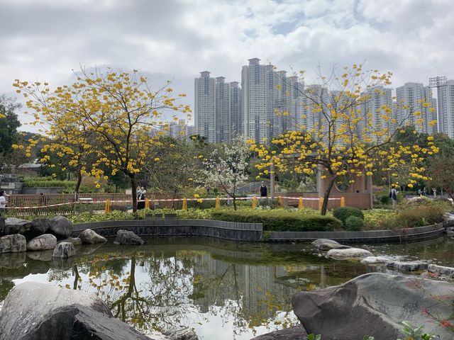 遊香港．坑口文曲里公園賞花