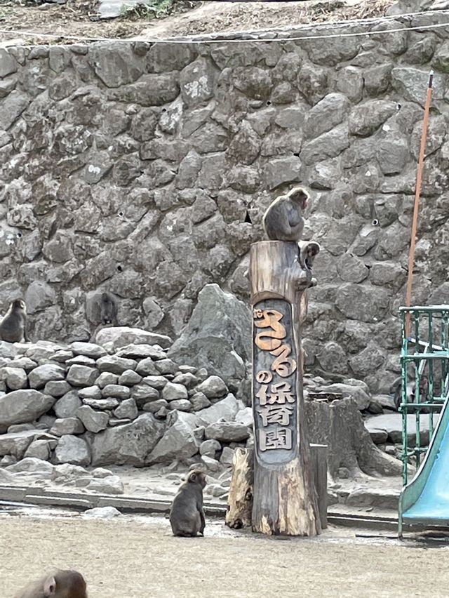 高崎山自然動物園🐒⛰