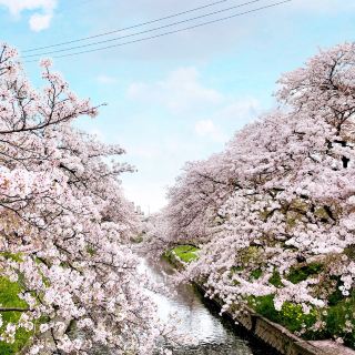 Aichi Prefecture, famous cherry blossom spot: Gojo River, Iwakura City