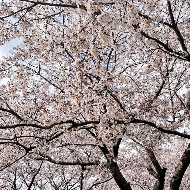 벚꽃로드의 끝판왕, 양산 황산공원