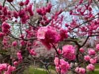 札幌　SAKURA 桜めぐり❗️北海道神宮の桜＆梅に感動❗️
