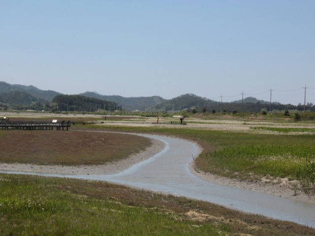 증도 갈대밭