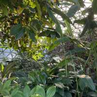 보타닉가든-마운틴쿠사 : Brisbane Botanic Gardens