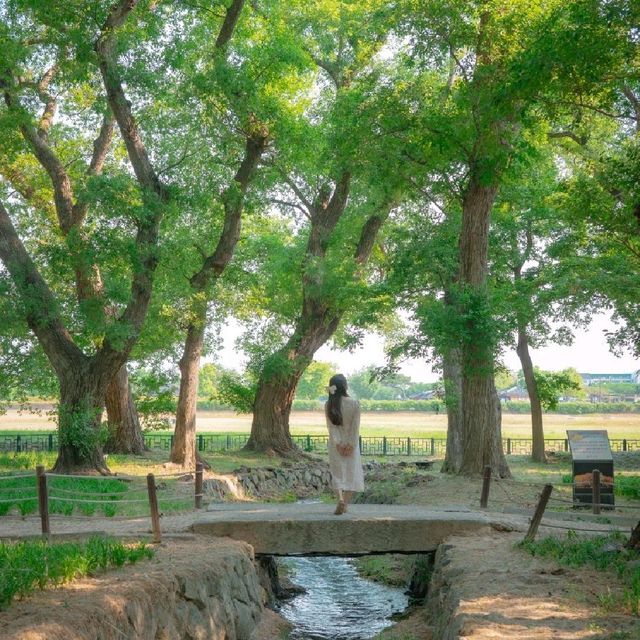 🌿경주가 가진 비밀의숲 [경주, 계림]
