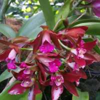 The UNESCO National Orchid Gardens