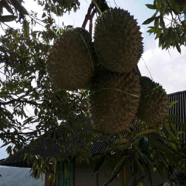 Durian Farm Villa - The Waterway Villa