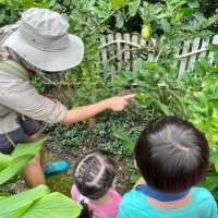 嘉道理農場嘉道理農場暨植物園 觀蝶之旅