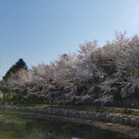 용산가족공원으로 벗꽃 피크닉