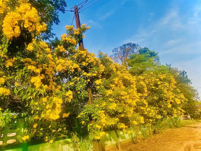 แวะถ่ายรูปดอกทองอุไร | โรงเรียนวัดบุปผาราม | ตราด